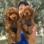 Mukemmel Toy Pooodle Yavrularımız