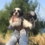 Kaliteli Yavrularımız