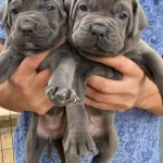 Blue Cane Corso Yavrularımız