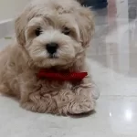 F1 Maltipo Yavruları Saglık Ve Irk Garantili