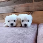 Mini Boy Karr Beyaz Maltese Bebeklerim