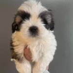 Mukemmel Maskeli Shih Tzu Bebekler