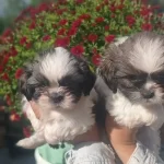 Shih Tzu Minik Bebekler