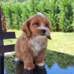 Maltipo Yavruları A Kalite Yok Boylesi