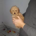 Maltipo Cinsi Yavrularımız