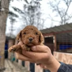 Red Poodle Erkek Bebeklerimiz