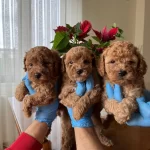 Red Brown Poodle Bebekler