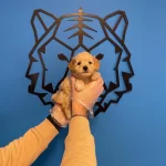 Mukemmel Maltipoo Yavrularımız