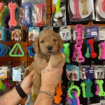 Oyuncak Surat Gerçek Maltipoo Yavrularımız