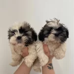 Shih Tzu Bebeklerimiz