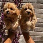 Renk Renk Maltipoo Bebekler