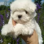 Tea Cup Maltese Terrier Yavrularımız
