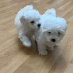 Karbeyaz Bebeklerimiz