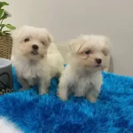 En Miniginden Maltese Terrier Yavruları