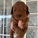 Ust Kalite Red Toy Poodle Yavrular