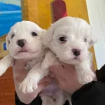 Pamuk Gibi Maltese Bebekler