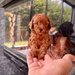 Tea Cup Poodle Yavrularımız