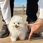 Harika Tuy Yapisina Sahip Pomeranian