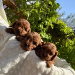 Cicek Gibi Toy Red Poodle Bebeklerimiz