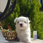 Sıfır Numara Aile Ortamında Maltese Guzelleri