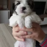 Safkan Irk Garantili Shih Tzu Yavruları