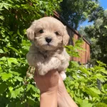Ped Eğitimli Cicek Gibi Maltipoo Bebekler