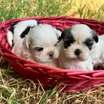 Sitsu Yavrularımız Sizleri Bekliyor