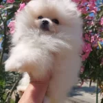 Karbeyaz Pomeriyan Tedy Bear