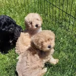 Bebek Yuzlu Maltipoo Yavruları