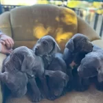 Super Cane Corso Yavrularımız