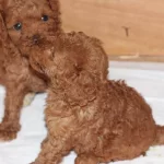 Ev Ortamından Orjinal Toy Poodle Yavrularımız