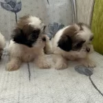 3 Renk Shih Tzu Bebeklerimiz