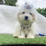 Safkan Maltese Terrier