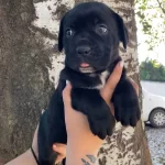 A Kalite Cane Corso Bebekler