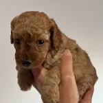 Safkan Irk Garantili Poodle Yavrularımız