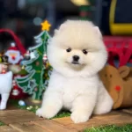 Inci Renk Pomeranian Boo