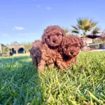 Poodle Cifliginden Bir Birinden Guzel Yavrular