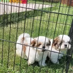 En Sevimli Shih Tzu Yavruları Istanbul