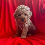 Oyuncu Toy Poodle Yavrularımız