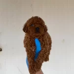 Red Brown Toy Poodle Yavrular