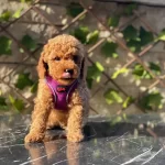 Turunun Nadirlerinden Toy Poodle Bebeklerim