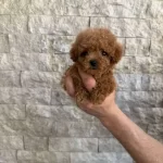 Turunun Nadirlerinden Toy Poodle Bebeklerim