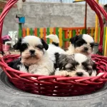 Shih Tzu Yavrularımız