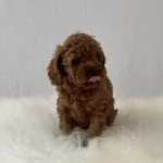 Dikkat Oyuncak Degildir