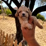 Numara A Kalite Maltipoo Bebekler