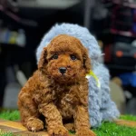 Safkan Toy Poodle Yavrular