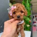 Sevimli Toy Poodle Yavrular