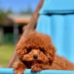 Orjinal Teacup Red Brown Poodle Yavruları