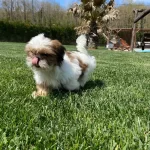 Efsane güzel Shih Tzu Yavruları Istanbul