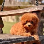 Red Brown Toy Poodle Yavruları